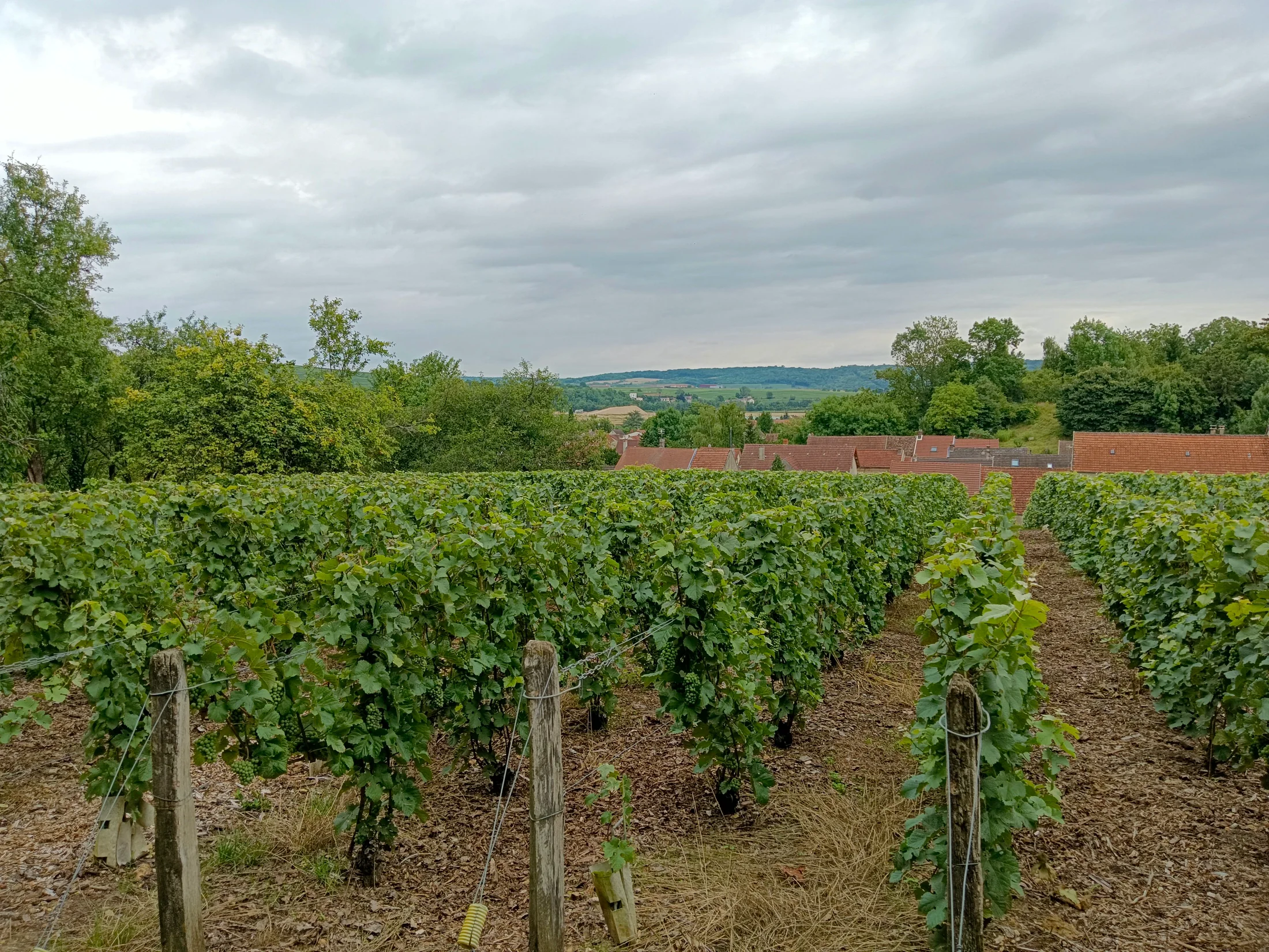 Vignes et mur de clos en Bourgogne