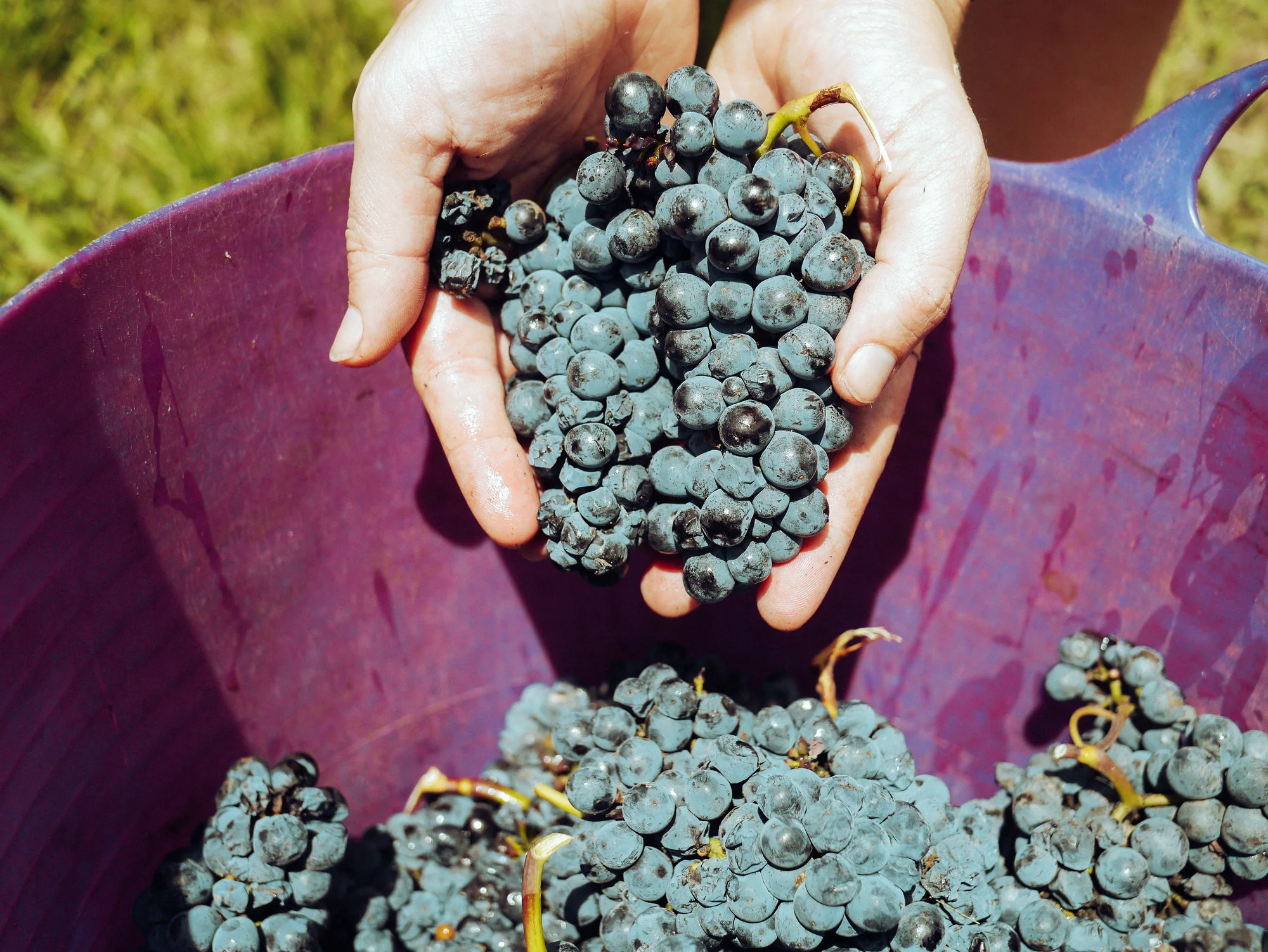 Grappes de pinot noir fraîchement cueillies