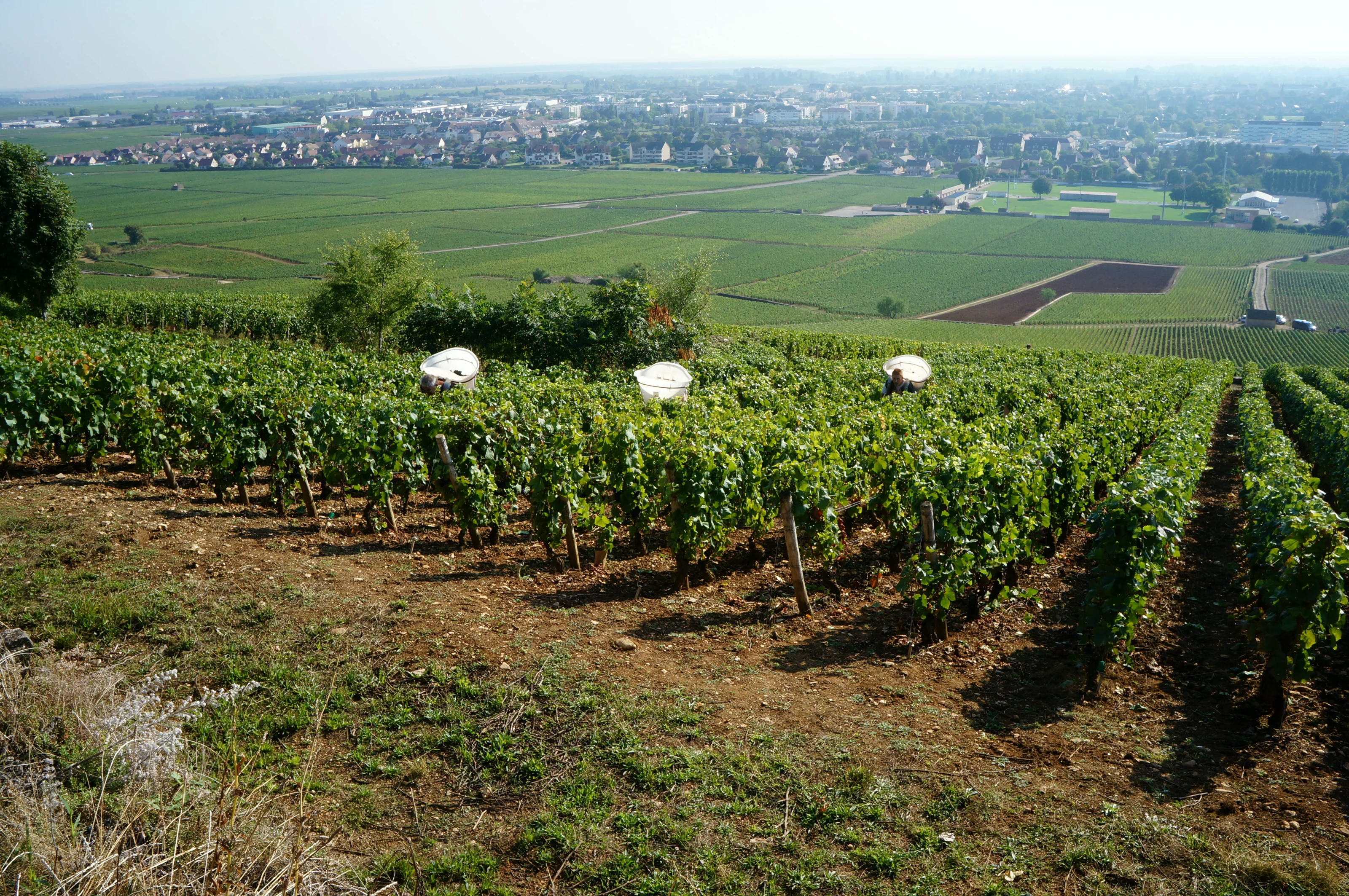 Vendangeurs dans un coteau de la Côte de Beaune