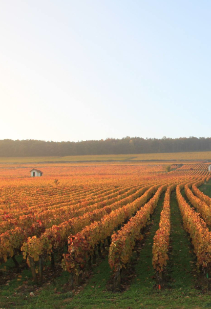 Domaine Maillard Père & Fils
